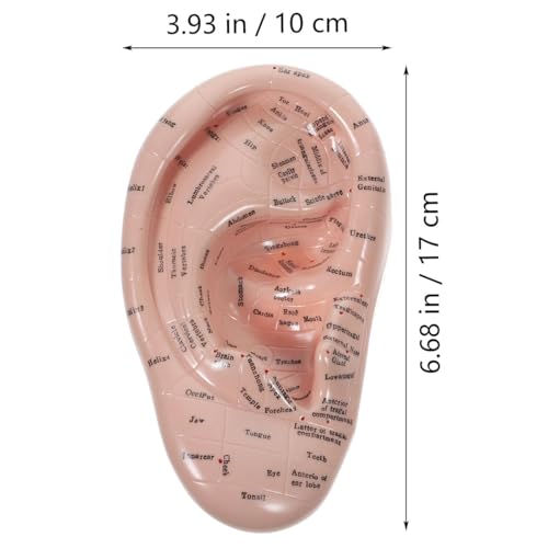 Laroal 17 cm großes Ohrakupunkturpunkt-Anzeigemodell, weiches PVC-Ohrakupunkturpunkt-Modell für das Studium der Ohranatomie und den Laborgebrauch