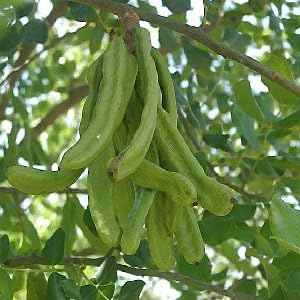CAROB - 7 Seeds - Ceratonia siliqua