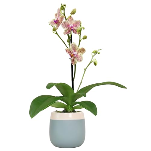 Premium Spotted Live Orchid Plant Blooming in 3.5' Blue & White Orchid Pot, Live Plants, Houseplant...