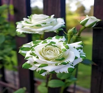 100pcs Green White Rose Flower Seeds