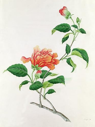 Tableau Hibiscus d'art de Georg Dionysius Ehret poster mural floral vintage pour salon