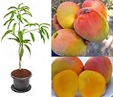 Cloud Farm Alphonso Hapus Ratnagiri Mango Aam Grafted Fruit Plant (1.5-3 Feet Height),CF_02
