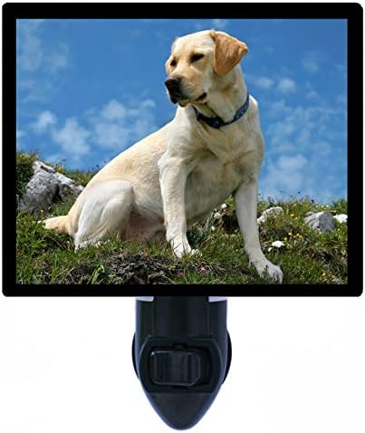 labrador night light