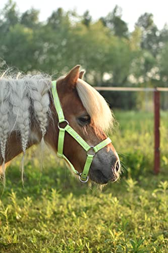 Foto von Start ILoveMyMini Reithalfter für Fohlen, verstellbar an Kinn- & Genickstück Fohlenhalfter, Halfter für Fohlen - Halfter für Mini Shetty Halfter für Holzpferd (Foal, Grün)