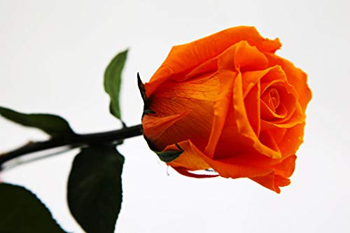 Rosen-Te-Amo | Infinity Rosen am Stiel Orange Rosenduft | Echte Rose Geburtstagsgeschenk für Frauen, Ewige Rose in Geschenkbox| Konservierte Blume zum Weihnachten, Valentinstag, Mama, Deko Geschenk