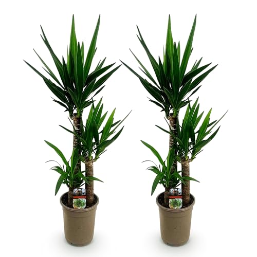 Green boutiQ - Plante d'intérieur - Yucca elephantipes - Yucca - Peu d'entretien - Vert - 2 - Pot 21cm - Hauteur 100cm