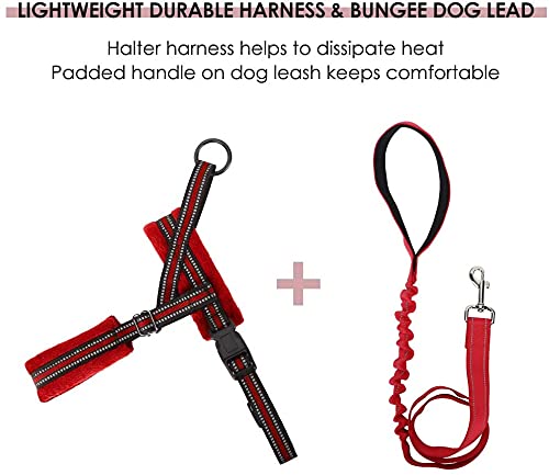 Eyein Small Dog Harness & Lead - Image 4