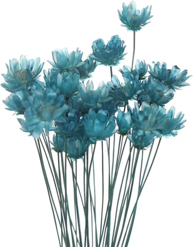 Ramo de flores secas naturales para decoración miniatura 6