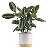 Costa Farms Burgundy Rubber Plant Live Indoor Ficus Elastica Tree Live Indoors Houseplant in Decor Planter Pot Potting Soil Mix Gift for Housewarming New House Home or Office Decor 2 3 Feet Tall