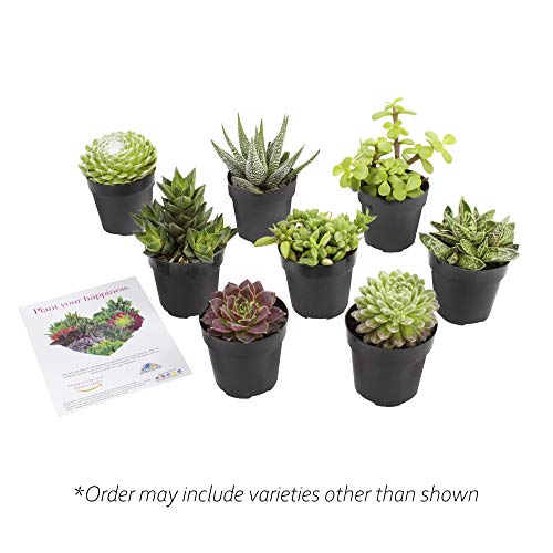 Altman Plants, Live Succulents Plants Live Window Plants (8PK), Live Indoor Plants Live Houseplants, Live Plants Indoor Cactus Plants Live, Succulent Plants House Plants Indoors Live in Succulent Soil - Thumbnail 7