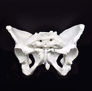Female Pelvis Skeletal Model, Life Size Replica of Human Anatomy for Science Classroom