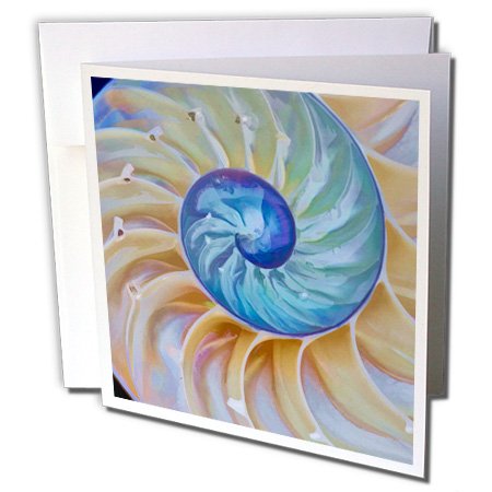 Danita Delimont ? �W�F�C���Y�E�M�������[ ? �V�F�� ? �č��A�I���S���B�B�̃N���[�Y�A�b�vChambered Nautilus�����ɁB ? Greeting cards-12�O���[�e�B���O�J�[�h�����t���iGC _ 190954 _ 2 