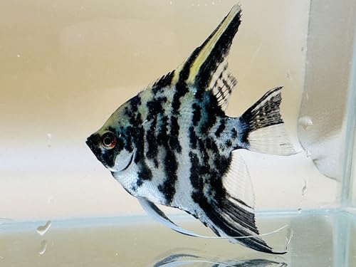 Freshwater Angelfish (Pterophyllum scalare) &ndash; Live Aquarium Fish &ndash; Multiple Color Varieties...