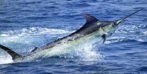 Marlin Jumping Photo License Plate