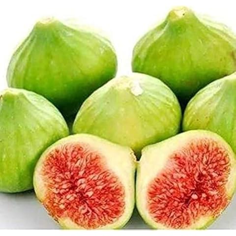 200 Semillas De Higo Perenne Fácil De Cultivar Cover
