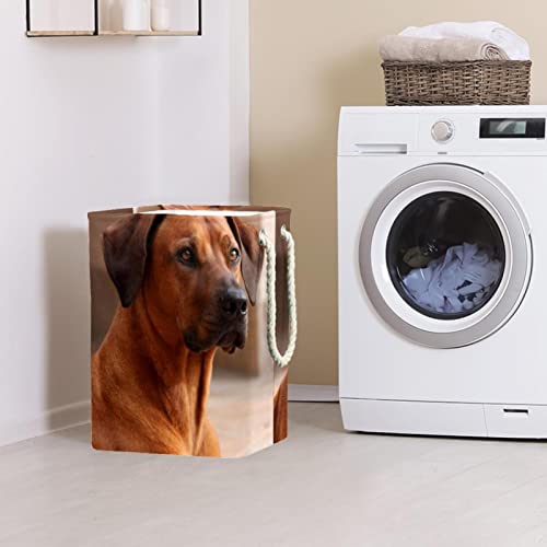 Panier à linge Rhodesian Ridgeback grand format avec poignées durables pour vêtements