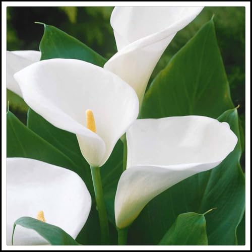bulbi di Zantedeschia, Sereni,Eleganti, Delicati, Robusti, Vivaci, calla bulbi-8 bulbi
