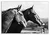 Two Black & White Horses Canvas Wall Art Picture Print (18x12) #1