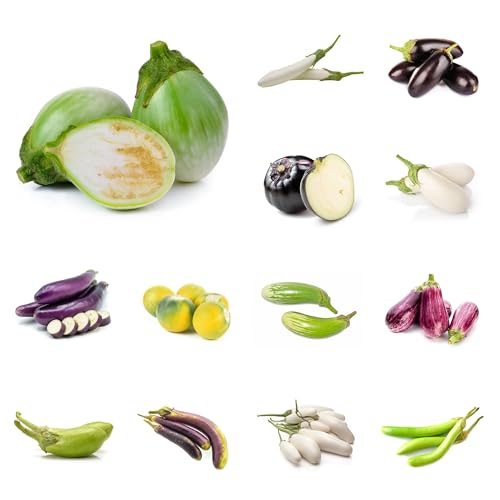 semi di melanzane biologiche esotiche resistenti melanzana coltivazione di verdi da appartamento da appartamento esotiche 150pcs