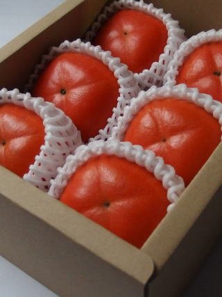 �`������ (�����`) 6�� ����E�a �R�`���Y �����̌b�݉�