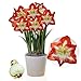 Amaryllis Zwiebel Minerva - 1 Blumenzwiebel in Großformat 26/30 - Exklusive Blumenzwiebeln Amarillis - Echte Pflanzen aus Holland - Hippeastrum Zwiebeln (keine Samen, Wachs und nicht künstlich)