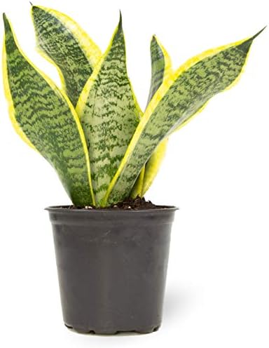 Live Snake Plant, Sansevieria trifasciata Superba, Fully Rooted Indoor House Plant in Pot, Mother in Law Tongue Sansevieria Plant, Potted Succulent Plant, Houseplant in Potting Soil by Plants for Pets