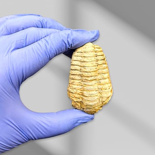Image of Amazing Gemstone Trilobite Fossil - 3 inch Large Trilobite Fossils from Morocco, Genuine Fossil Collector Trilobite Specimen - Museum Grade Ancient Trilobite Fossil Display Piece