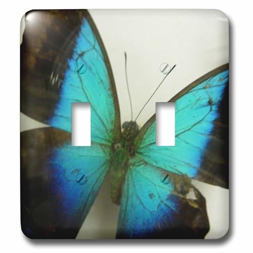 Florida Butterfly Interrupteur à bascule double de salon 3dRose LLC pour ambiance nature