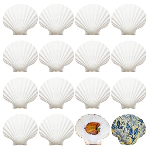 Xyvor 16 Stück Weiße Jakobsmuscheln Zum Basteln, 8-9cm Große Natürliche Muscheln Deko, Große Jakobsmuschel, Muscheln Zum Bemalen Für Handwerk Hochzeit Dekoration Strand Theme Party, Fischtank, DIY