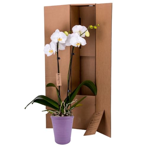 decoblooms premium orchid plant  534 blooms modern pot live indoor gift for birthday anniversary sympathy thank you get well