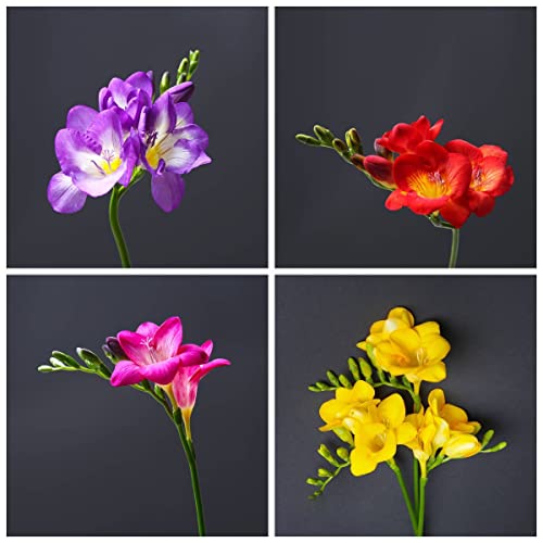 Bulbos De Flores Fresia Flores Naturales Domicilio Balconcillos Para Ventanas Decoracion Hogar Plantas Aromaticas Mantillo Fresia Bonsai Natural Regalos Originales Para Mujer 10 Bulbos De Fresia Cover