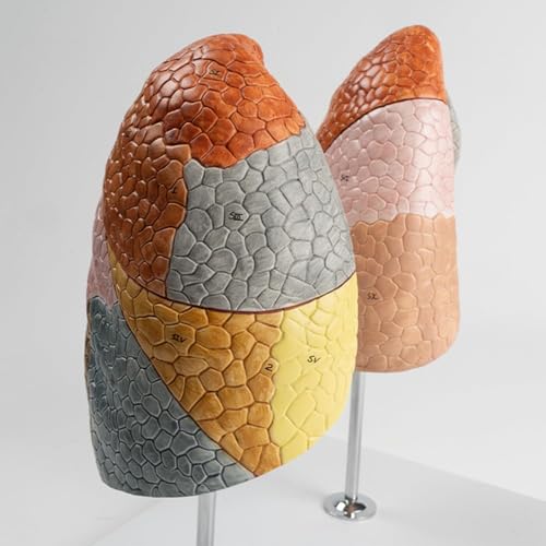 Modèle de poumon coloré à 10 segments pour anatomie médicale AMITD - 7