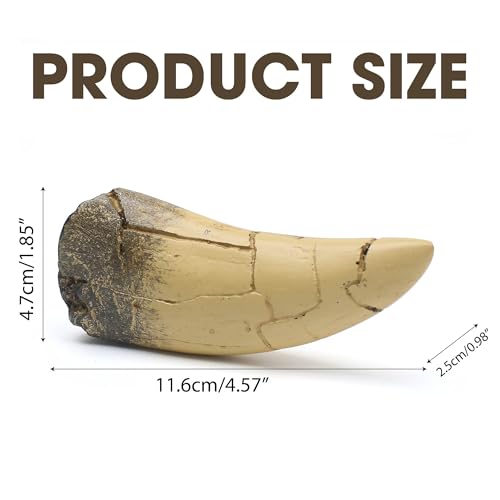 Image of T rex Tooth, Dinosaur Teeth, Resin Tyrannosaurus Toothy Direct Cast Replica, Mosasaurus Spinosaurus Trex Fossils Model for Necklace, Fossilized Various Prehistoric Dinosaurs High-Fidelity Replicas