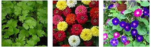 Image of Kraft Seeds Zinnia Mixed Flower Desi Seeds Summer Variety Special (Multicolour) & Ipomeas Flower Seeds & Coriander Panipat Indian Vegetable Desi Seeds Summer Variety