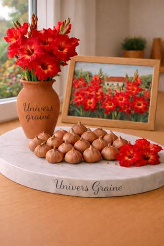 Lot de 20 Bulbes de Glaïeul - ROUGE – Gladiolus – Lot de 20 bulbes calibre 8/10 – Floraison élégante et spectaculaire - Fleur Jardin - 497