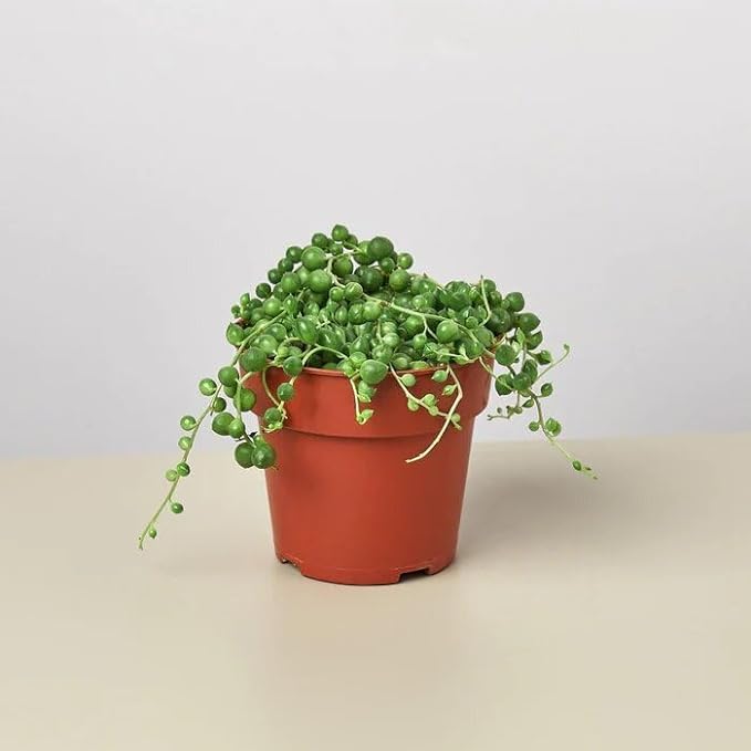 Live String of Pearls (Senecio rowleyanus) Succulent Plant, Cascading Beaded Leaves (B0DDK63CFF) Amazon Price History, Amazon Price Tracker