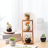 T4U Small Ceramic Succulent Pots with Drainage - Set of 12, Mini Pots for Plants, Home and...