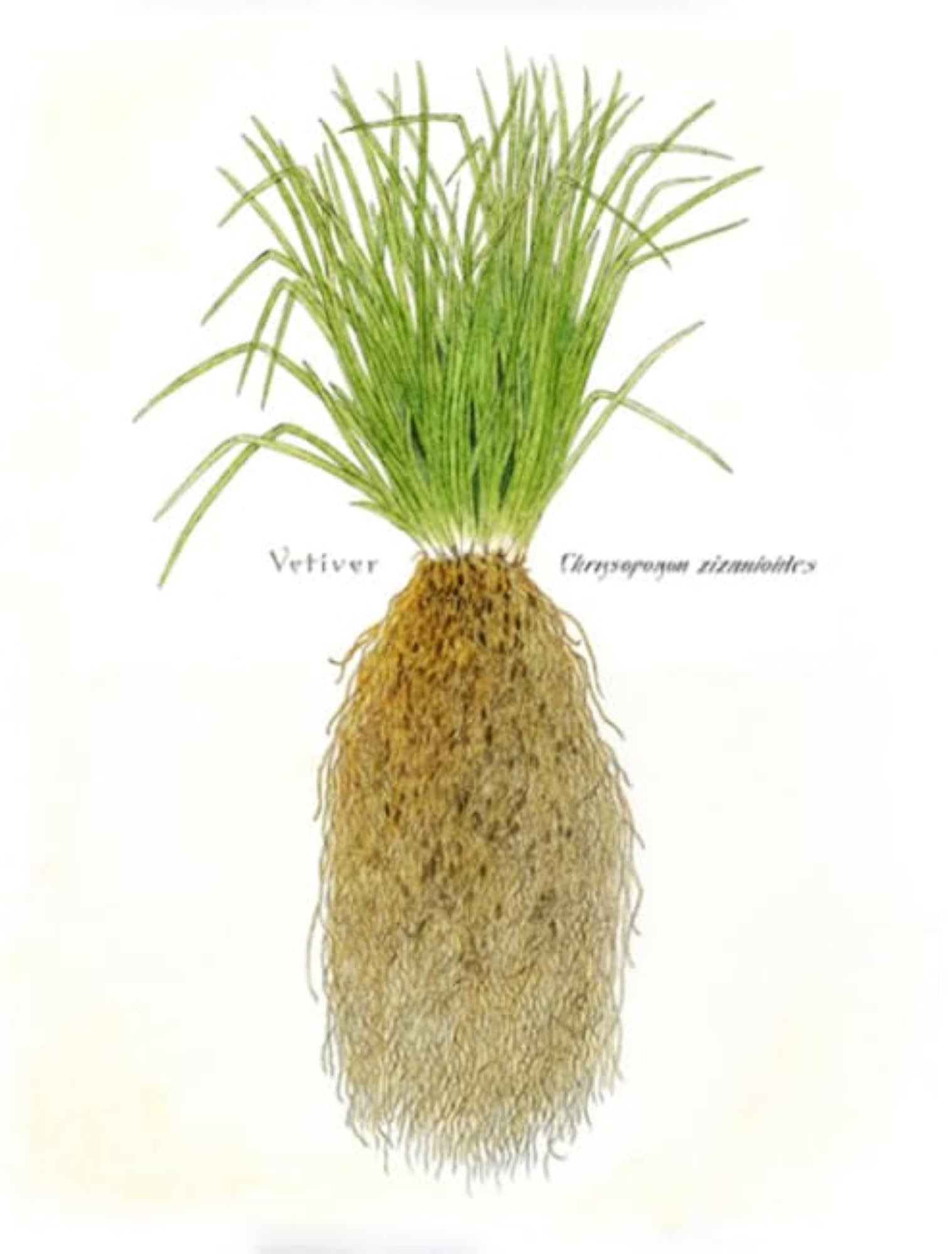 Vala Churna, 1 Kg