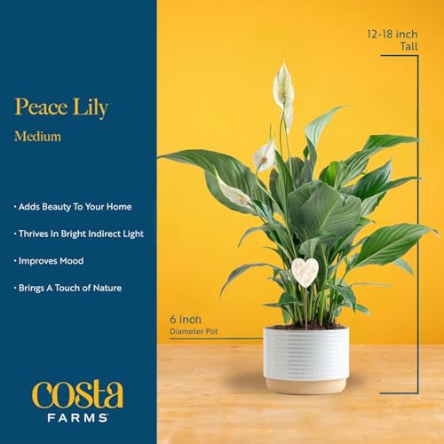 Costa Farms Peace Lily Live Plant, Decor Ready Houseplant with Flowers - 1 Foot Tall - Easy to Grow Blooming Plant in 6-Inch Flower Pot | Birthday Gift | Room Decor, Home Decor