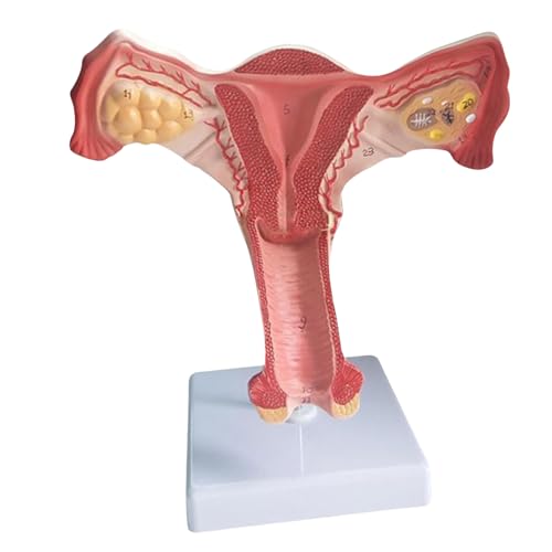 Modèle anatomique d'organe reproducteur féminin pour surmonter les difficultés d'apprentissage