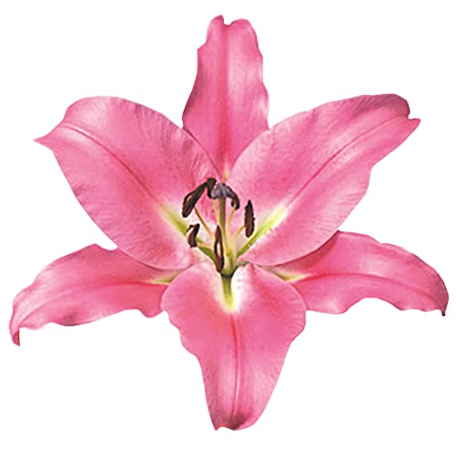 ユリ ピンク 球根の人気商品 通販 価格比較 価格 Com