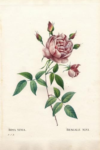 Tableaux Graffiti Art Mural Bengale Nini Rose Poster Grand Format 60x90 Impression Moderne