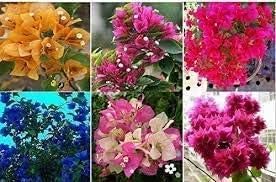 100 Mix Color Bougainvillea Flower Seeds for Planting, Vibrant Multi-Colored Blooms, Easy to Grow, Drought Tolerant, Perfect for Gardens, Patios & Containers