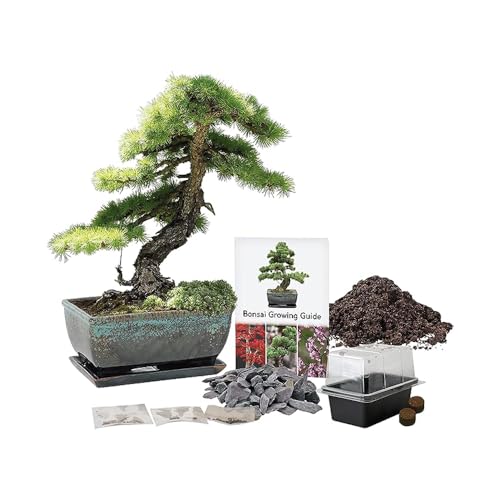 Pronto Seed Grow Your Own Bonsai Tree Kit with Glazed Ceramic Planter - Complete Indoor Growing Set with Pine, Sweet Gum & Red Bud Bonsai Seeds - Gardening Gift