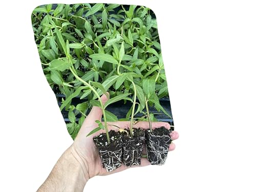 Asclepias incarnata | Swamp Milkweed | Starter Plant Plug |