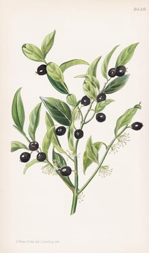 Sarcococca Humilis. Tab 9449 - China / Pflanze Planzen plant plants / flower flowers Blume Blumen / botanical Botanik botany / aus 