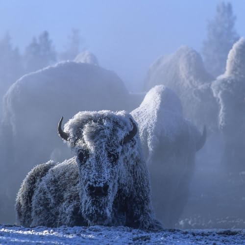 The Ansel Adams of Yellowstone | Tom Murphy