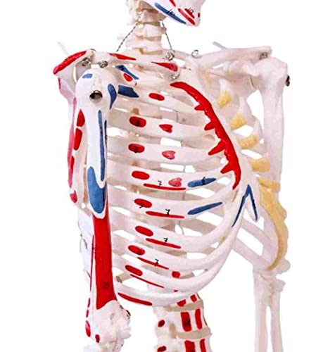Wellden Product Muscular Skeleton Model, 1/2 Life Size, 85Cm, Muscle Painted, Numbered #TOP6