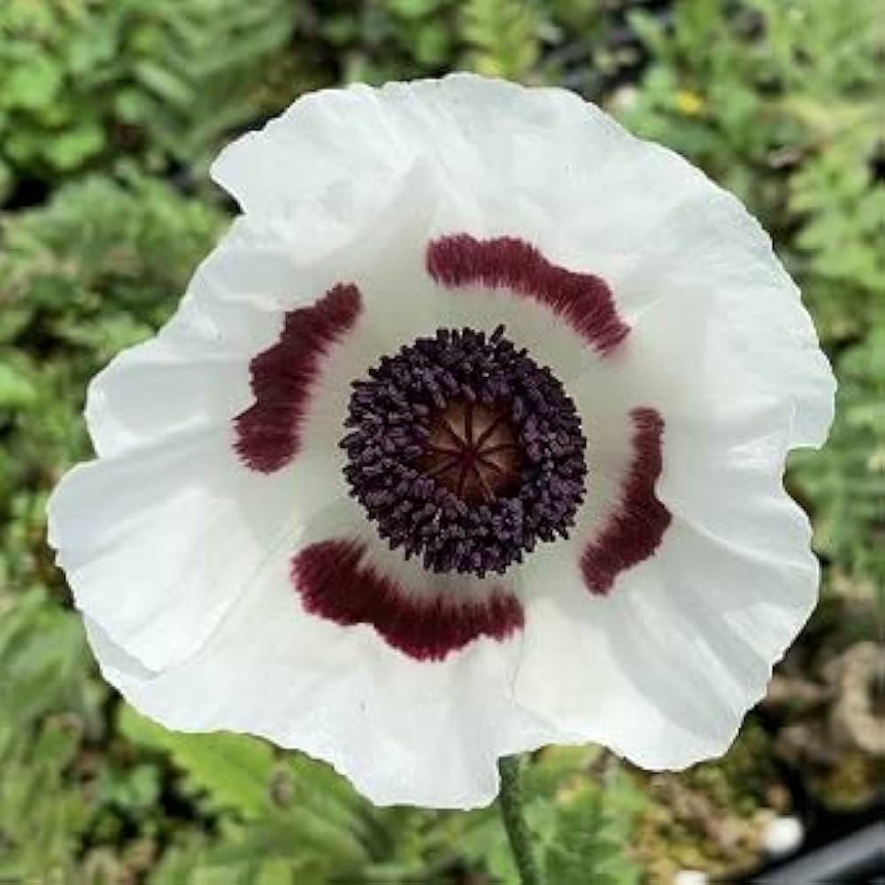 オリエンタルポピーなど　花苗 オリエンタルポピー チェッカーズ 【花苗 3.5号ポット