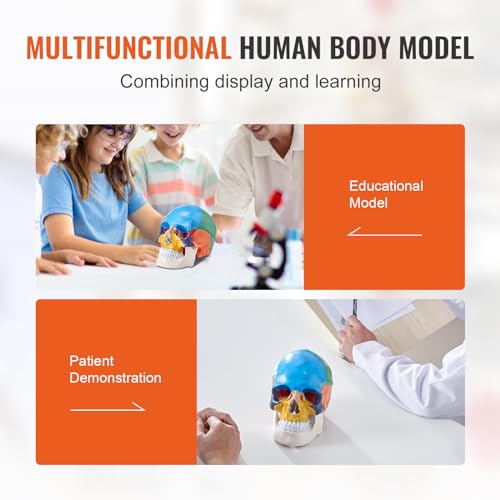 VEVOR Human Skull Model, 3 Parts Human Skull Anatomy, Life-Size Painted Anatomy Skull Model, PVC Anatomical Skull, Detachable Learning Skull Model, for Professional Teaching, Researching and Learning - Thumbnail 6